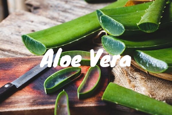 Aloe Vera — Beneficii, Proprietati si Contraindicatii