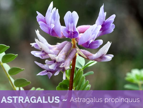 Astragalus – Top beneficii asupra sanatatii