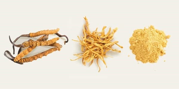 Cordyceps (Ciuperca Tibetana) – Ce Beneficii si Efecte are?