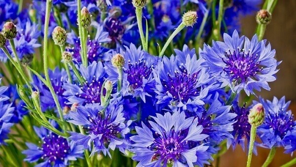 Totul despre Albastrea (Centaurea Cyanus): beneficii si utilizari
