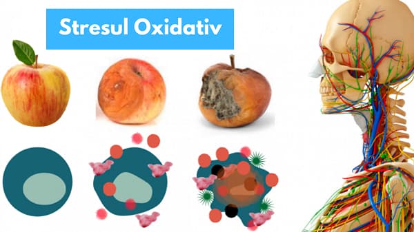Stresul Oxidativ – Ce este si cum se manifesta?