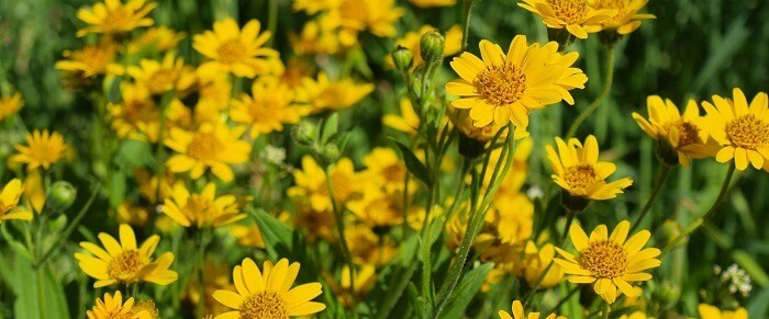 Arnica: beneficii, proprietati terapeutice si utilizari