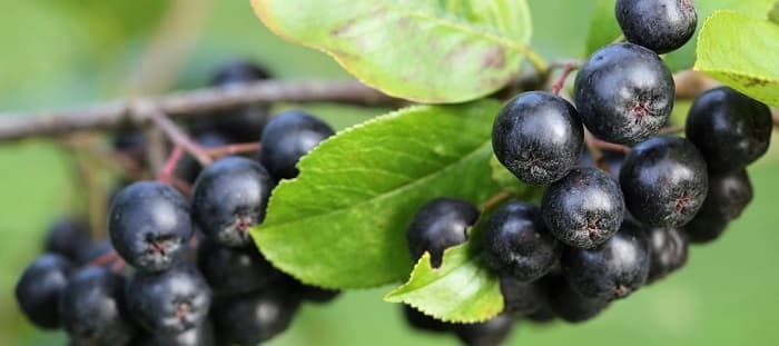 Aronia – Proprietăți, Beneficii si Contraindicatii