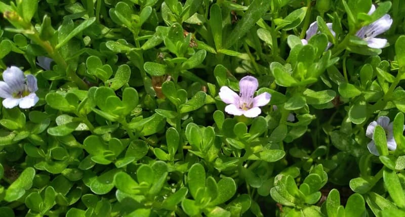 Bacopa Monnieri – Beneficii, Proprietati, Contraindicatii