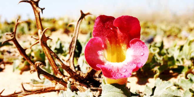 Gheara Diavolului: ce beneficii unice are aceasta planta?
