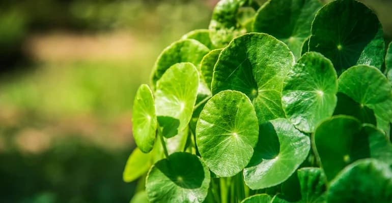 Gotu kola: Proprietăți, Utilizare, Efecte secundare