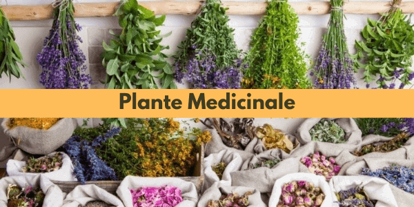 Plante Medicinale - Top 10 plante care se gasesc in Romania