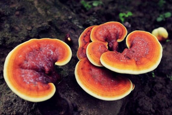 Ciuperca Reishi (Ganoderma Lucidum) – Ce este, Beneficii