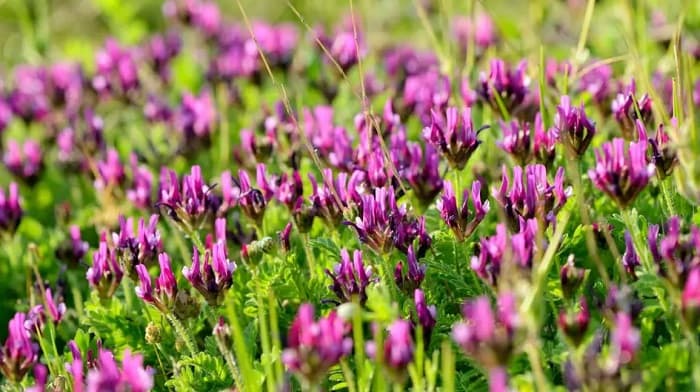 Astragalus – Ce este si ce Beneficii si Contraindicatii are?