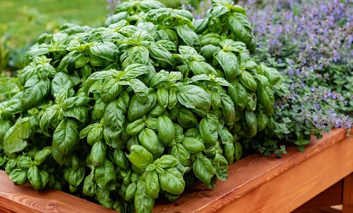 Busuioc – Beneficii, Proprietati, Contraindicatii