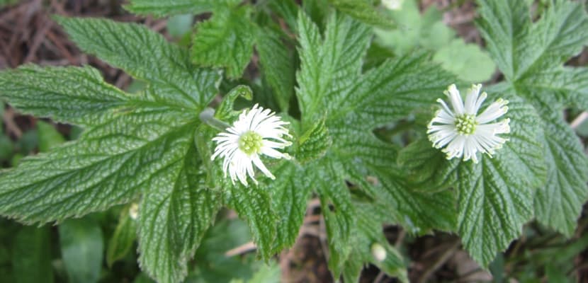 Ce este Goldenseal? Beneficii si utilizari