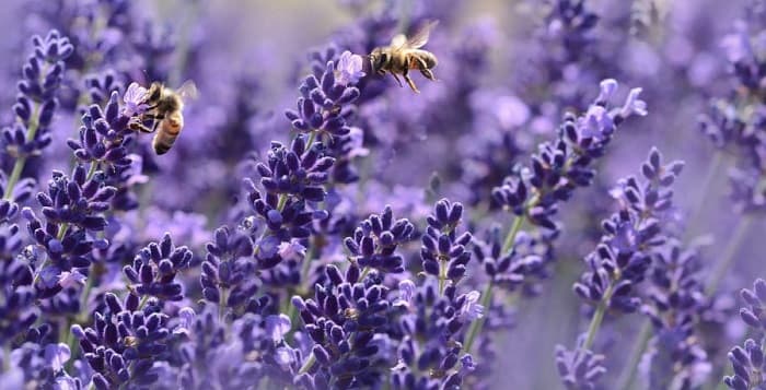 Lavanda: Beneficii, Utilizari, Plantare și Curiozități despre Levănțică
