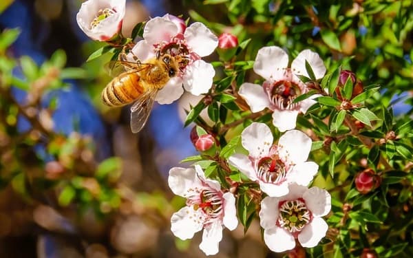 De ce este Scumpa Mierea de Manuka?