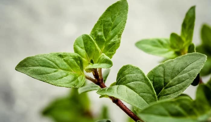 Oregano - 6 Beneficii pentru Sanatate