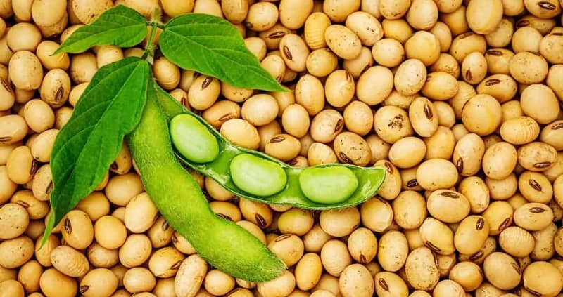 Soia - Proprietăți, Valori Nutriționale, Utilizări