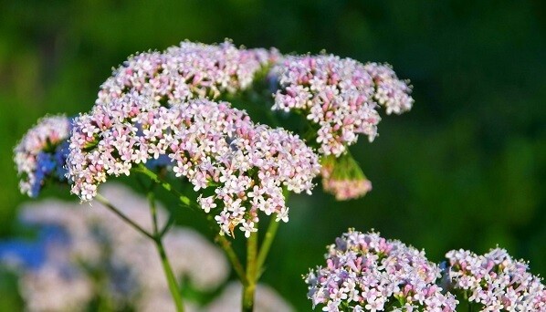 Valeriana - beneficii, utilizare si proprietati