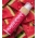 Ulei de corp bronzant Watermelon Cocosolis, 110 ml